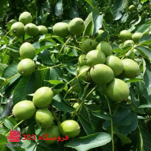 نهال گردو