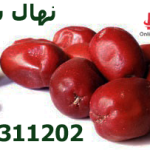 خرید نهال سنجد