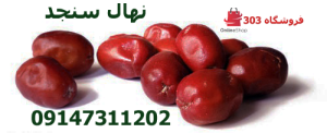 خرید نهال سنجد