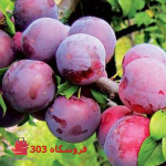 نهال آلوشابلون پیوندی