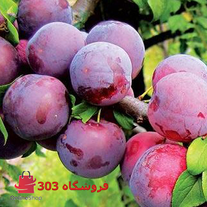 نهال آلوشابلون پیوندی