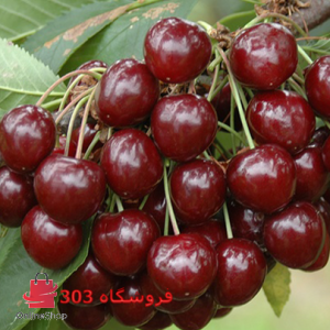 گیلاس هارت تکدانه