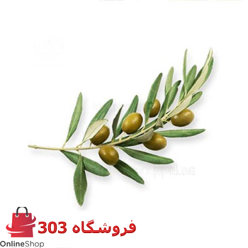 نهال زیتون زرد طارم