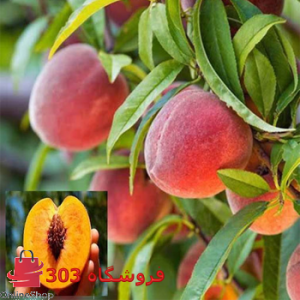 نهال هلو زعفرانی