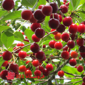 نهال البالو گوشواره ای