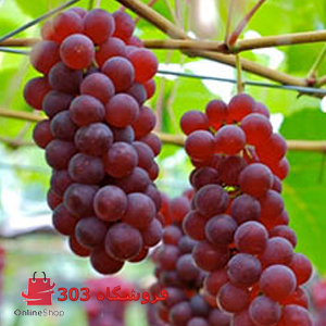 انگور عسگری قرمز