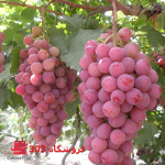 نهال انگور بی دانه