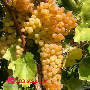 انگور بی دانه سفید