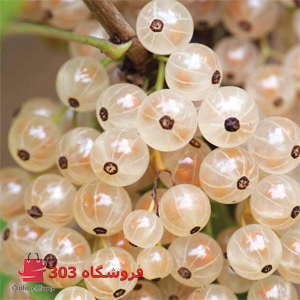 انگور سفید شیشه ای