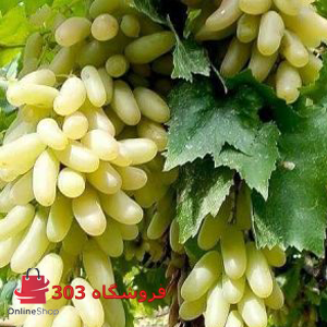 نهال انگور حسینی