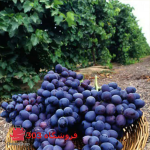 نهال انگور کندری