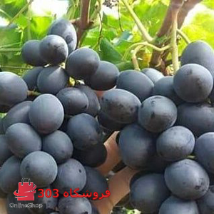 نهال انگور ترکمن چهار