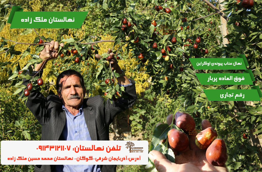خرید نهال عناب گلابی قائنات پیوندی بیرجند