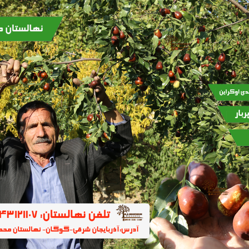 خرید نهال عناب گلابی قائنات پیوندی بیرجند