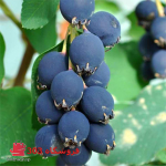 آرونیا بلک چری