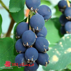 آرونیا بلک چری