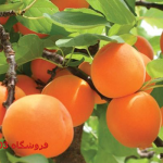 نهال زردالوقیسی