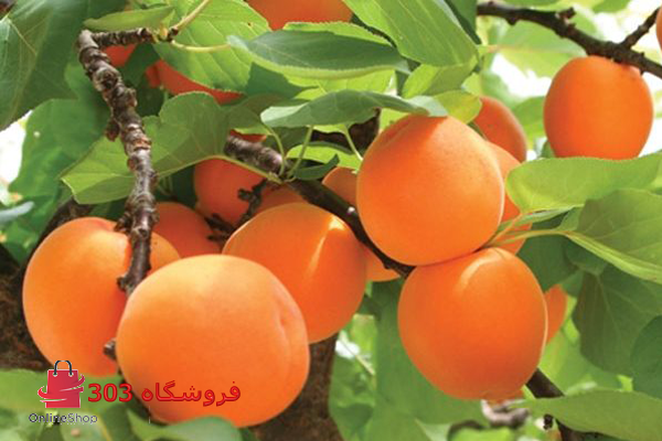 نهال زردالوقیسی