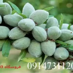 نهال بادام دیرگل آذر خوشه ای