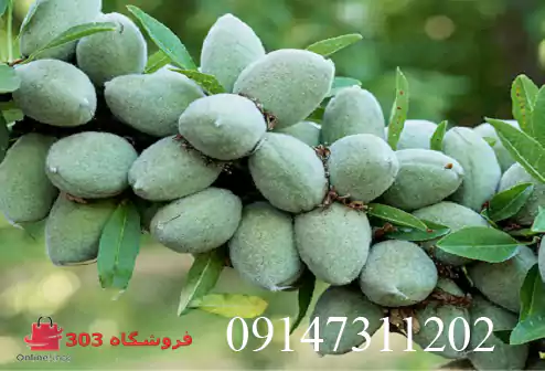 نهال بادام دیرگل آذر خوشه ای
