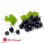 بلک کارنت