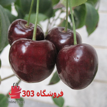 نهال گیلاس تکدانه