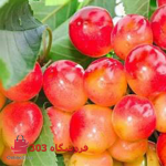 گیلاس تکدانه صورتی