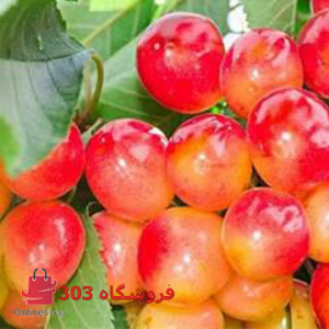 گیلاس تکدانه صورتی