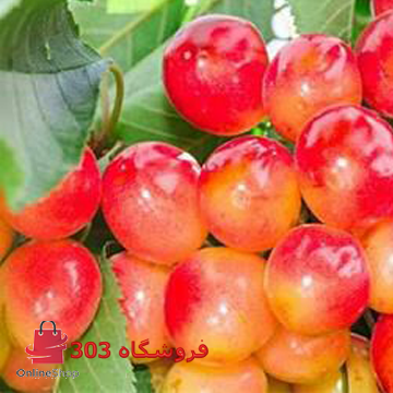 گیلاس تکدانه صورتی