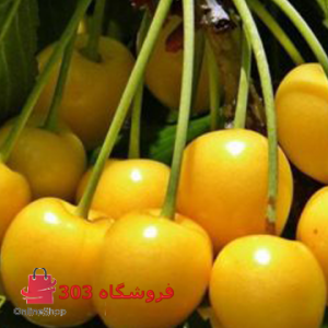 نهال گیلاس زرد