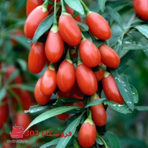 نهال گوجه بری