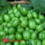 نهال گوجه سبز سردرود