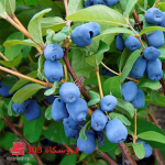 نهال هانی بری