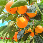 خرید نهال خرمالو