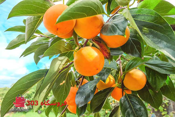 خرید نهال خرمالو