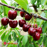 نهال البالو مجاری