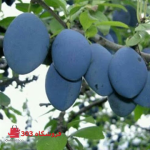 نهال آلوبخارا مشکی