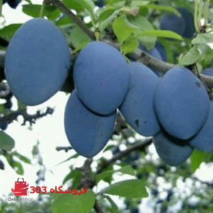 نهال آلوبخارا مشکی