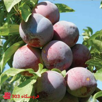 نهال آلو کالیفرنیا