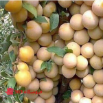 خرید نهال الو قطره طلا