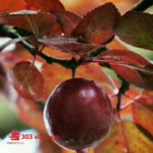 نهال آلوچه برگ قرمز