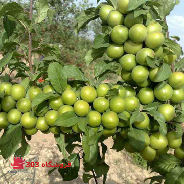 نهال گوجه سبز مراغه