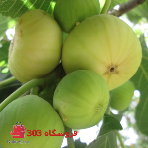 نهال انجیر زرد