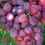 نهال انگور صاحبی