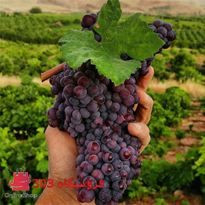 نهال انگور یاقوتی