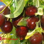 نهال عناب