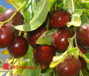 نهال عناب