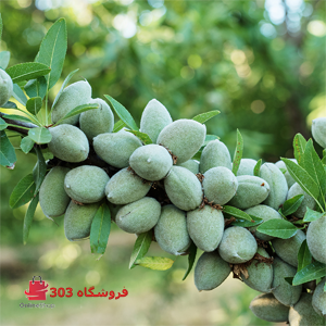 نهال بادام خوشه ای سهند
