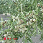 نهال بادام سنگی