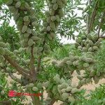 نهال بادام تونو